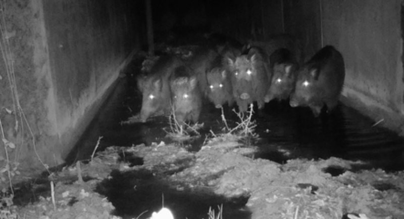 Sur les traces de la faune par un suivi photographique inédit