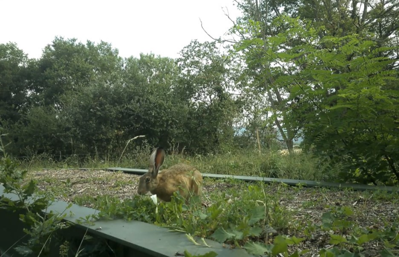 Vidéo : une passerelle fédérale au service de la biodiversité !