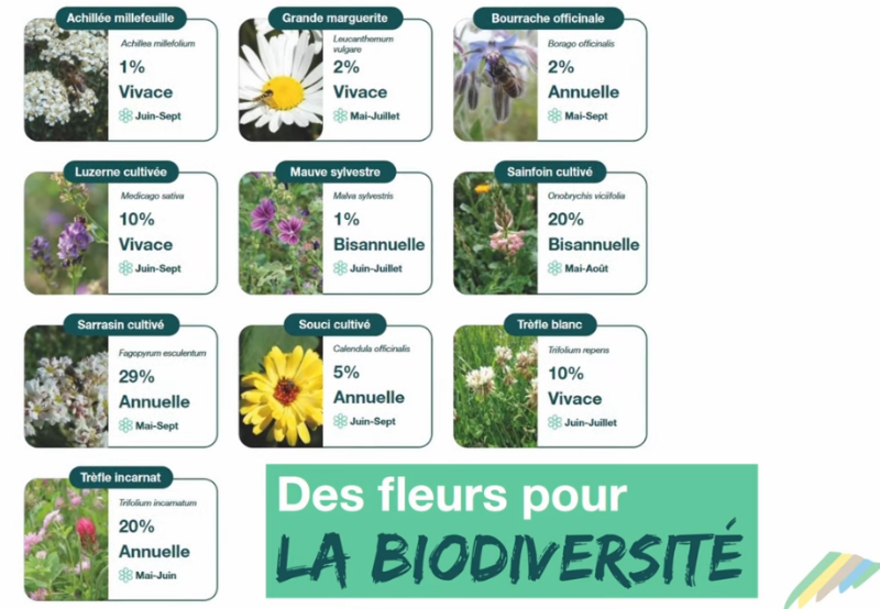 Pollifauniflor : un couvert favorable aux pollinisateurs... mais pas que !