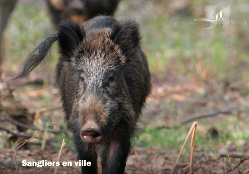 Oc'sanglier, c'est reparti !