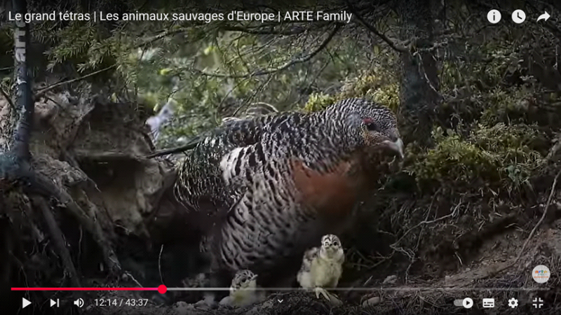 Grand Tétras : quelles stratégies et quels acteurs pour conserver l’espèce ?