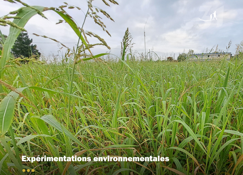 URBASOLAR et la FDC31 testent les couverts végétaux