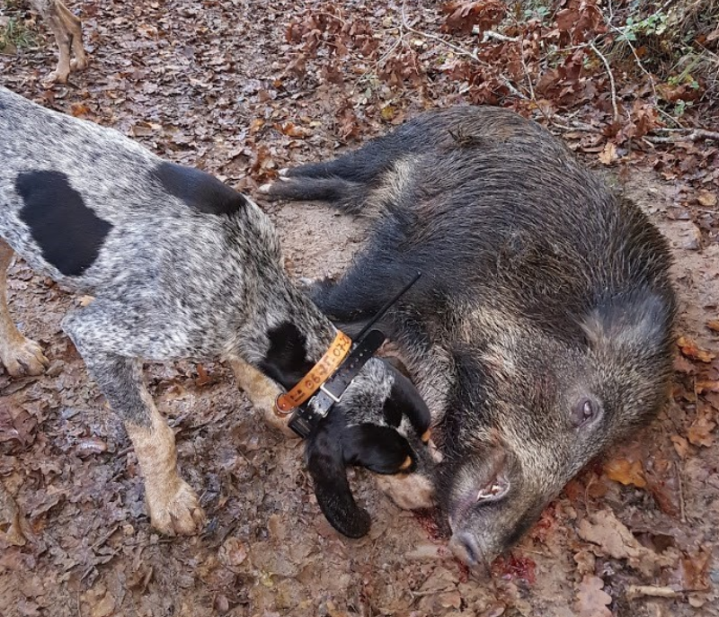 Aujeszky, où en sont les études sur le vaccin ?