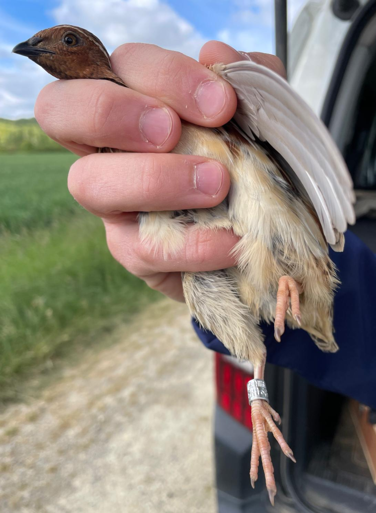 1ère caille baguée dans le département !