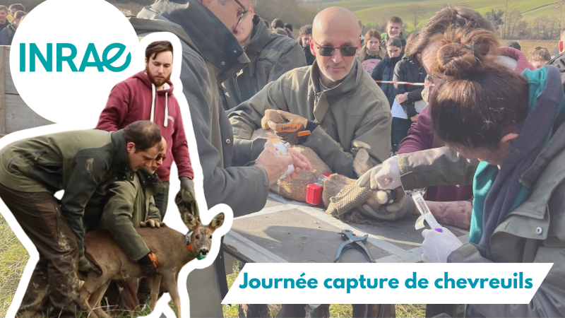La FDC31 participe à la journée capture chevreuils à Fabas !