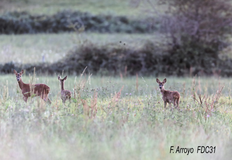 Situation du Chevreuil en Haute-Garonne