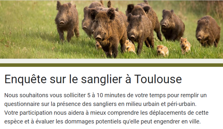 Enquête participative, avez-vous des sangliers chez vous ?