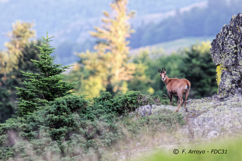 Les comptages isards, ça redémarre !