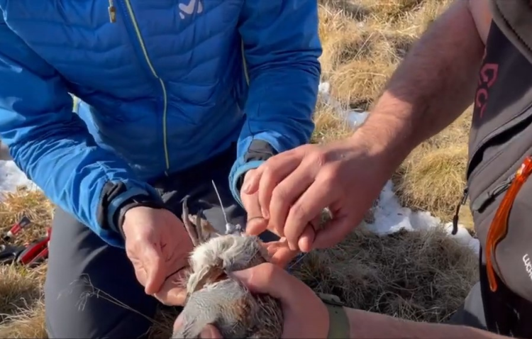 Comment se passe l'équipement des perdrix grises de montagne ?