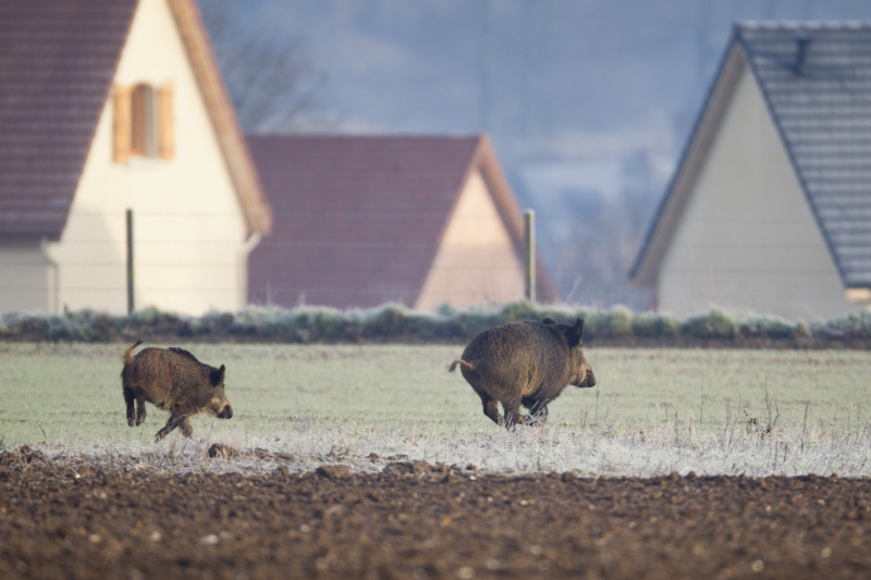 La FDC31 expérimente des effaroucheurs à sanglier en zone urbaine