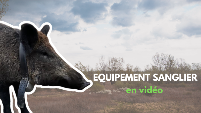 L'équipement  GPS d'un sanglier, comment ça se passe ?