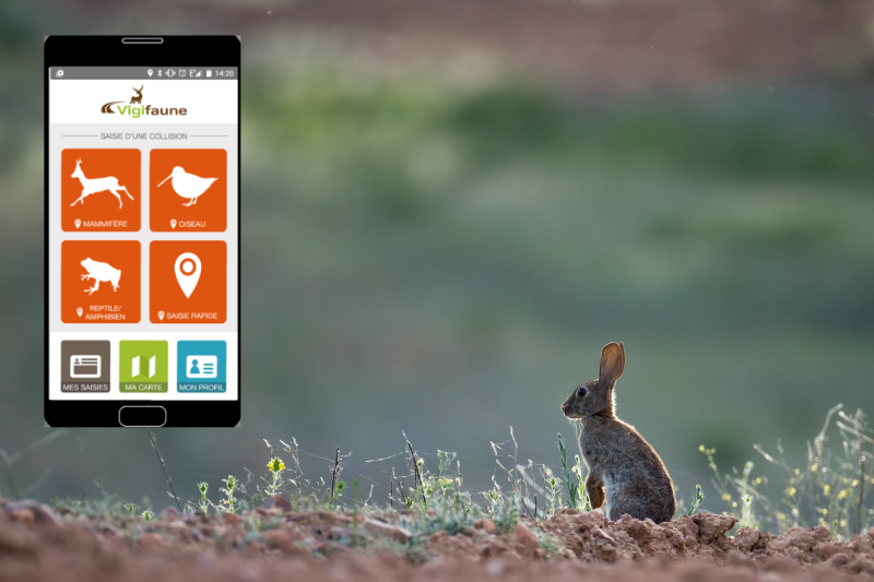 Jeannot lapin, où es-tu ?