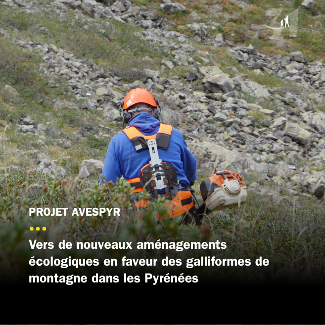 De nouveaux aménagements écologiques en faveur des galliformes des Pyrénées 