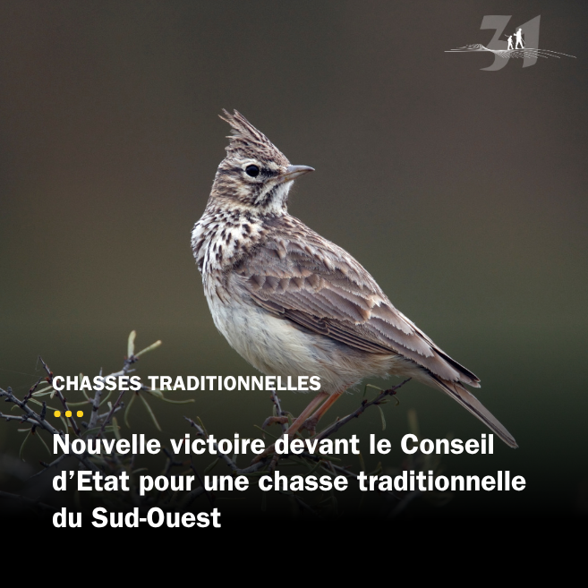 Une victoire devant le Conseil d’Etat pour la chasse de l'alouette aux pantes