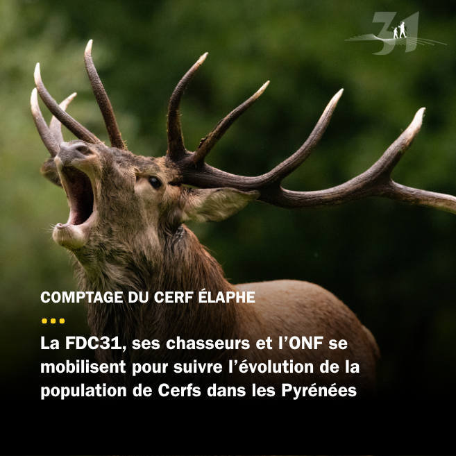 Le comptage des cerfs est lancé dans les Pyrénées centrales !