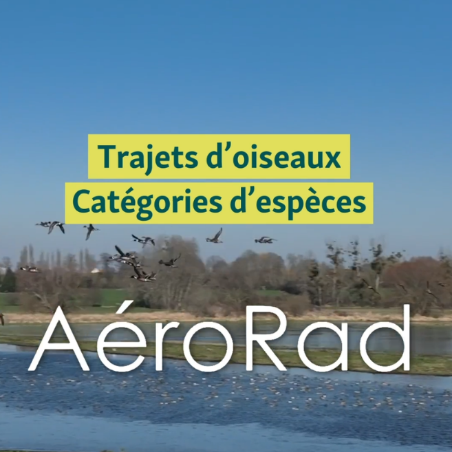 VIDEO : À quoi servent vraiment les radars ornithologiques ?