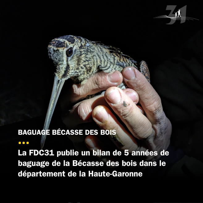 Bilan de 5 ans de baguage Bécasse des bois