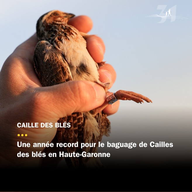 Caille des blés : une année record pour le baguage