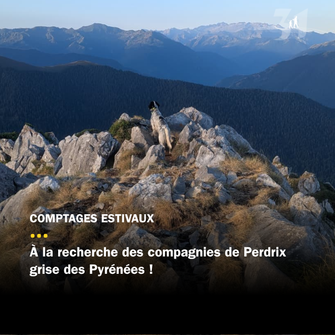 À la recherche des compagnies de Perdrix grise des Pyrénées ! 
