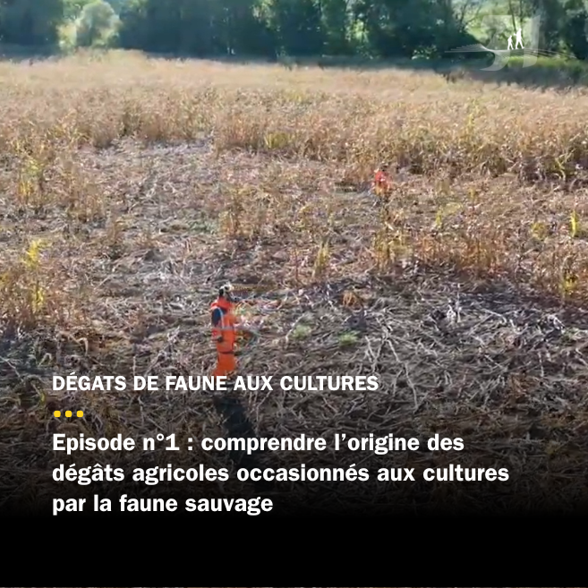 Chaque semaine, retrouvez notre série d'articles sur les dégâts agricoles