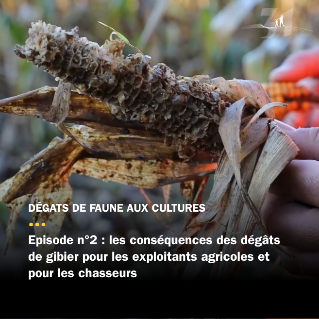 Episode 2 – Les conséquences des dégâts agricoles