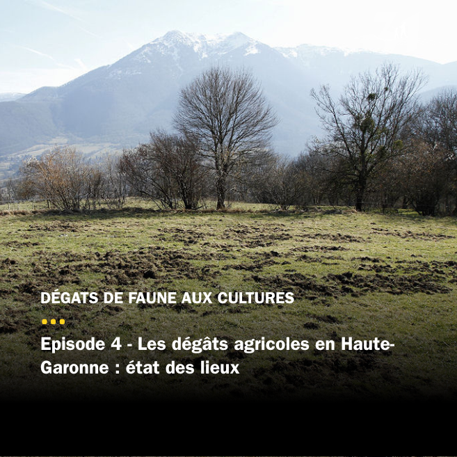 Épisode 4 – Les dégâts agricoles en Haute-Garonne : état des lieux