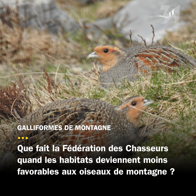 La FDC31 à la reconquête des milieux montagnards