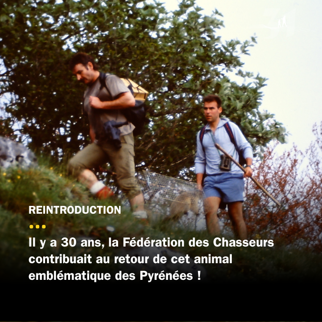 Histoire de la marmotte en Haute-Garonne