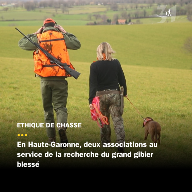 Deux associations à la recherche du grand gibier blessé