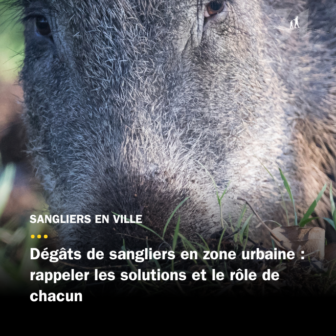 Dégâts de sangliers en zone urbaine : solutions et rôle de chacun