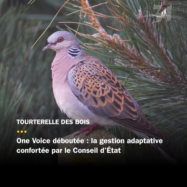 One Voice déboutée : la gestion adaptative confortée par le Conseil d'État