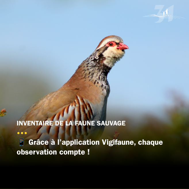 Vigifaune : chaque observation compte !