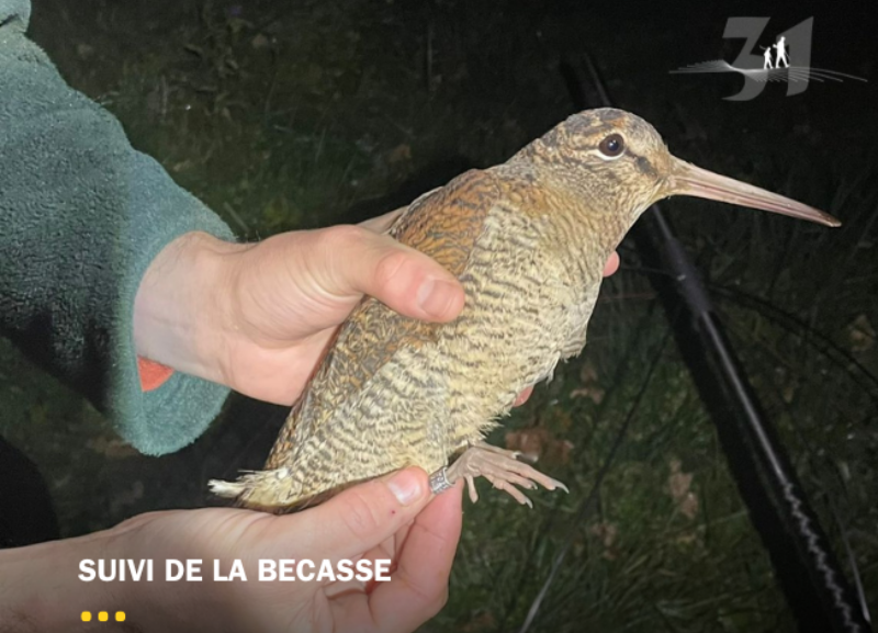 Bilan baguage Bécasses : une saison 2025-2026 exceptionnelle !