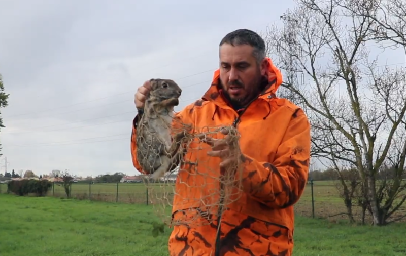 Les lapins urbains voyagent !