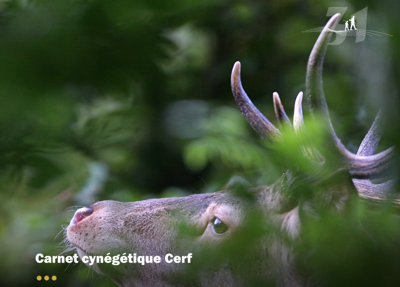 Carnet cynégétique Cerf : édition 2025
