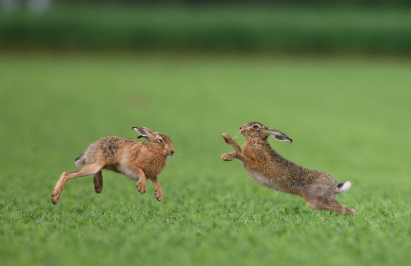  C’est l’époque du bouquinage, mais connaissez-vous la situation du lièvre en Haute-Garonne ?