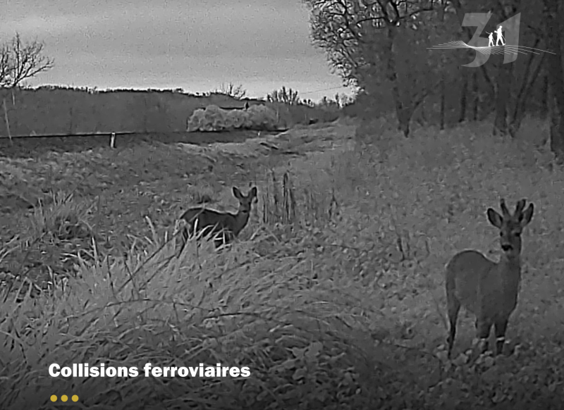Réduction des collisions ferroviaires : la FDC31 pleinement mobilisée 