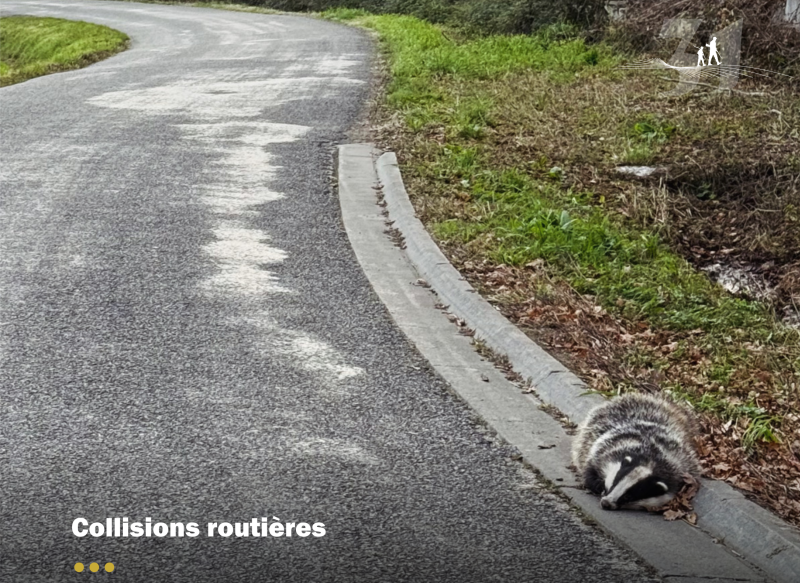 Collisions routière, la FDC31 s'investit