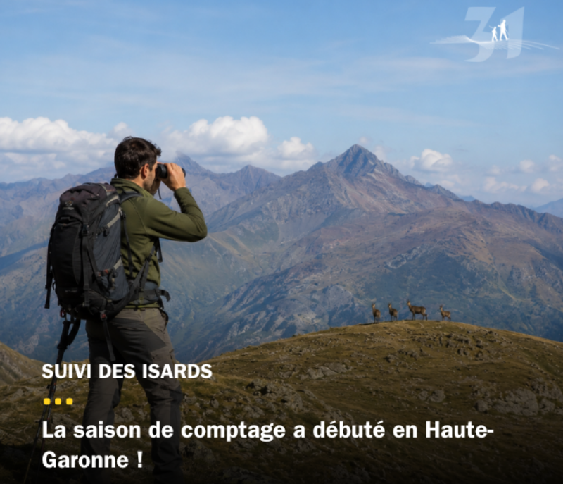 Comptages d'isards : au coeur du suivi de la faune pyrénéenne