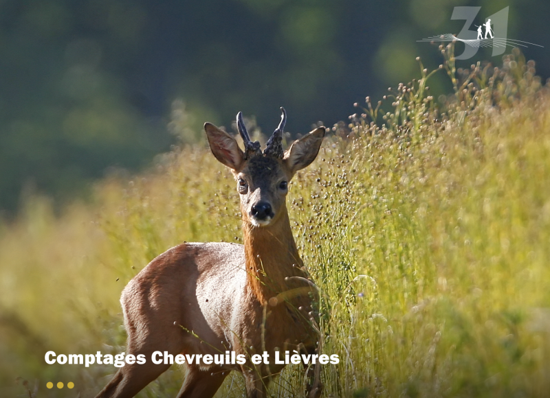 Comptages chevreuils et lièvres, c'est la saison !