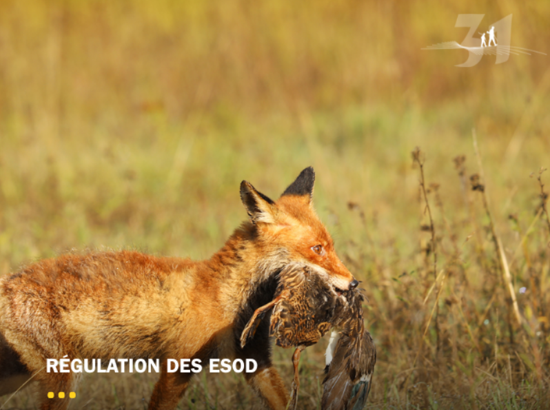 Régulation des ESOD, une étude qui fait réagir les réseaux !