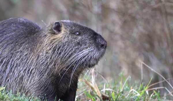 Video : ESOD, quel rôle ont les chasseurs ?
