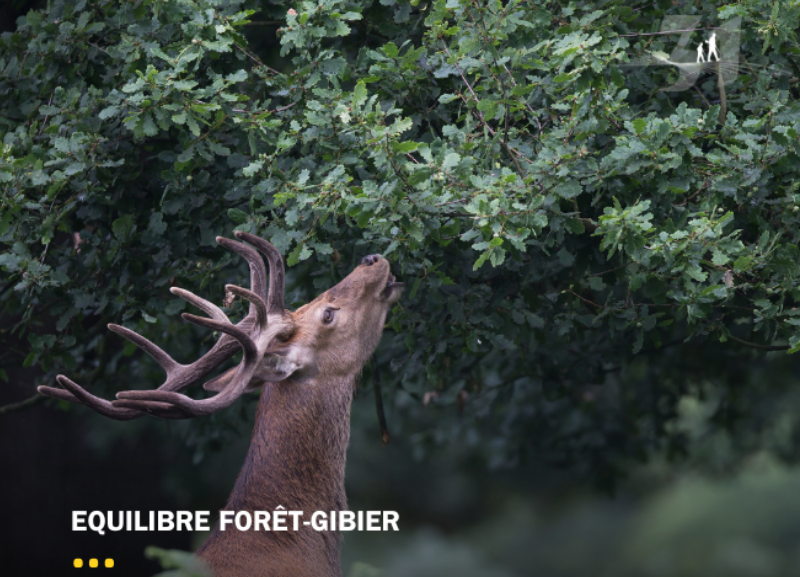 Coopération transfrontalière pour l'équilibre forêt-gibier.