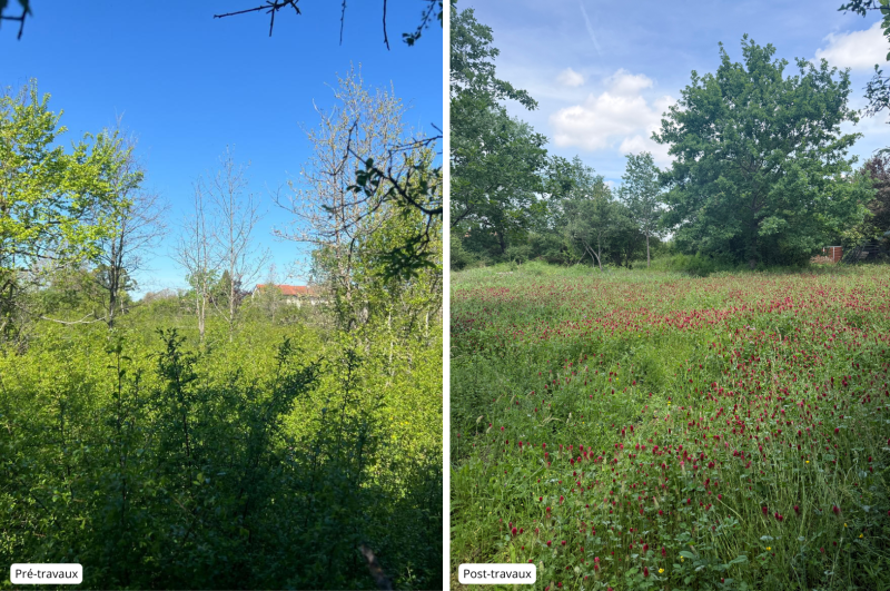 Saint-Orens : une ancienne friche devient un refuge pour les pollinisateurs
