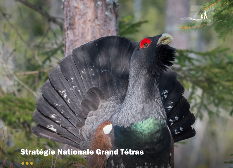 Suivi Grand Tétras et gestion de la prédation
