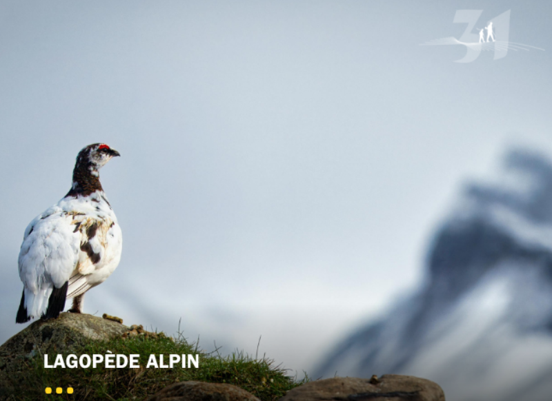 Moratoire Lagopède alpin : remettre les faits au centre du débat