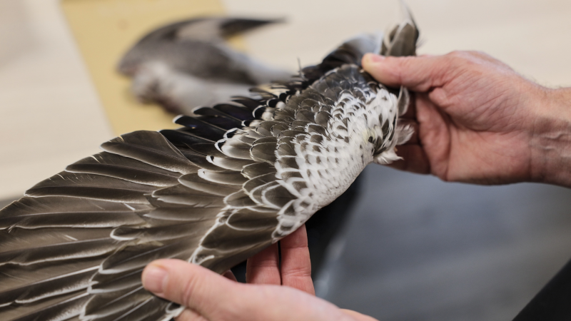 Quand les chasseurs de gibier d'eau font avancer la science