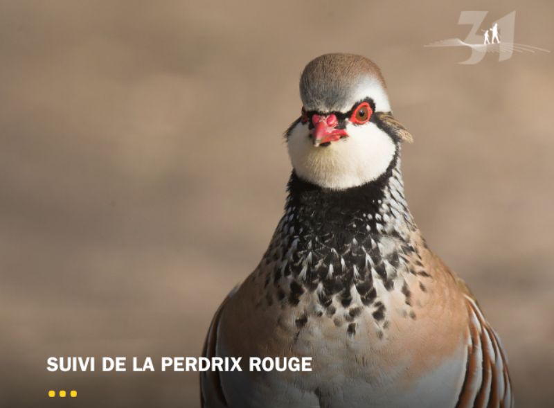Avec Vigifaune, soyez acteur du suivi des espèces !