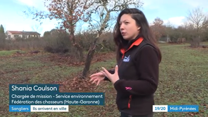 Sangliers en ville sur France 3 Occitanie.