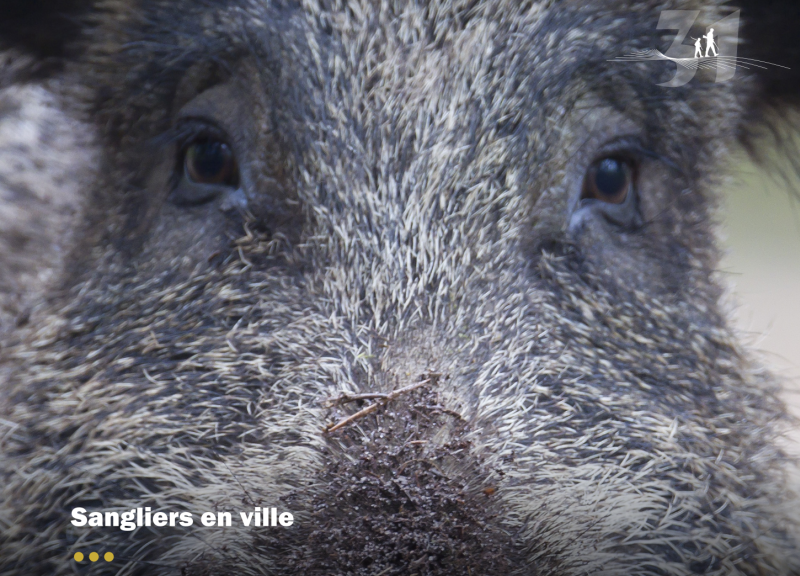 Quand les sangliers arrivent en ville !
